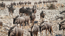 Load image into Gallery viewer, Etosha - Animals at the water hole
