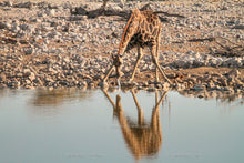 Load image into Gallery viewer, Etosha - Animals at the water hole