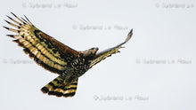 Load image into Gallery viewer, Majestic Crowned Eagles
