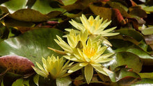 Load image into Gallery viewer, Natures Valley 01
