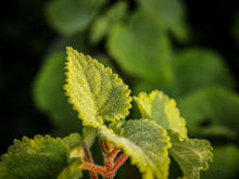 Load image into Gallery viewer, Natures Valley 02