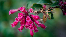 Load image into Gallery viewer, Natures Valley 03