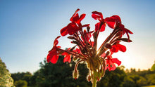 Load image into Gallery viewer, Natures Valley 03