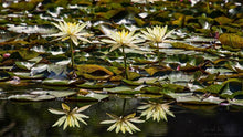 Load image into Gallery viewer, Natures Valley 04