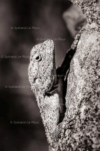 Load image into Gallery viewer, Agama on a Rock

