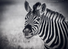 Load image into Gallery viewer, Zebras In a Row
