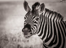 Load image into Gallery viewer, Zebras In a Row
