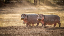 Load image into Gallery viewer, Hippos Yawning and Warning
