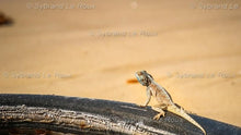 Load image into Gallery viewer, Beach Life
