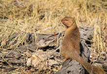 Load image into Gallery viewer, Etosha - at the water hole
