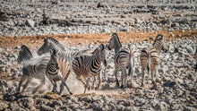 Load image into Gallery viewer, Etosha - at the water hole
