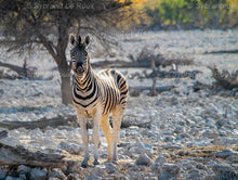 Load image into Gallery viewer, Etosha - at the water hole
