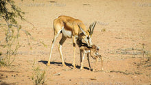 Load image into Gallery viewer, Springbuck - Survival of the Fittest
