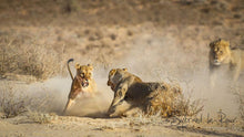 Load image into Gallery viewer, Cat fight in the Kgalagadi
