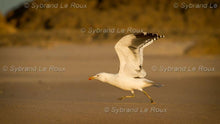 Load image into Gallery viewer, Eersterivier at the Beach 01
