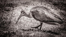 Load image into Gallery viewer, Bird and Snake
