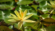 Load image into Gallery viewer, Natures Valley 05
