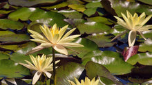 Load image into Gallery viewer, Natures Valley 05
